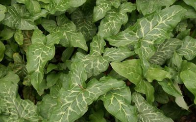 Invasive Weeds: Italian Arum
