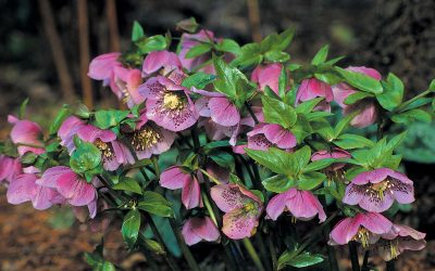 10 Plants With Great Winter Color