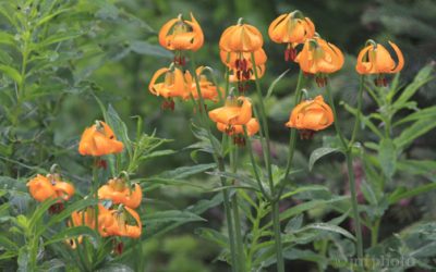 Flowers that Flourish in Portland