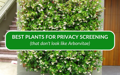 Best Plants for Privacy Screening (that don’t look like Arborvitae)