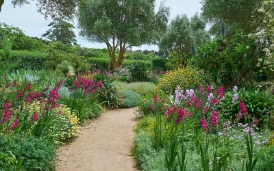Drought Tolerant Plants Get Thirsty Too