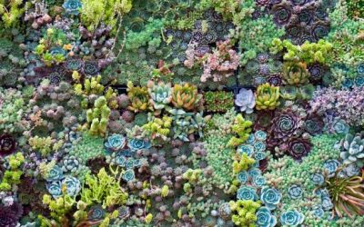 Ground Covers: When to Incorporate and Which Ones to Use