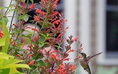 Attracting Hummingbirds to Your Garden