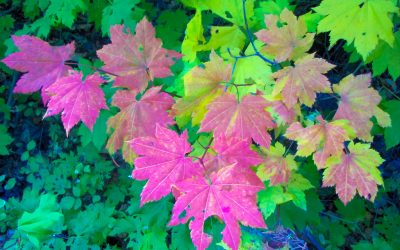 Fabulous Native Trees and Shrubs