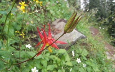 Native Perennial Plants for Your Garden