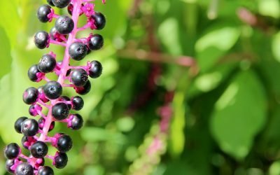 Common Toxic Plants used in Pacific NW Landscaping
