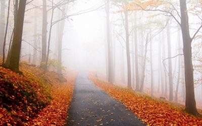 Fall Landscape Cleanup and Winter Maintenance
