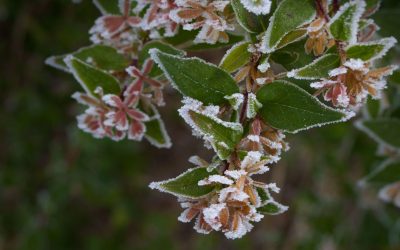 Is it Okay to Plant in Winter?
