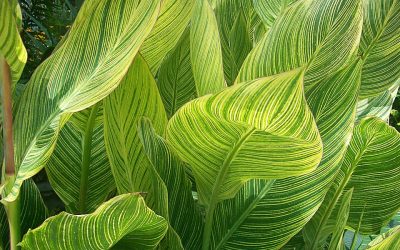 Fabulous Foliage Plants for Your Garden