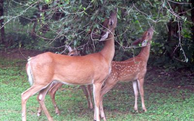 Deer Resistant Plants