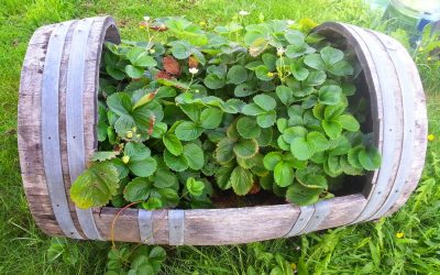 Thinking Outside the Pot! Eight Unusual Containers for Your Edibles