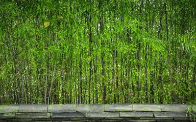 Is Bamboo for You?