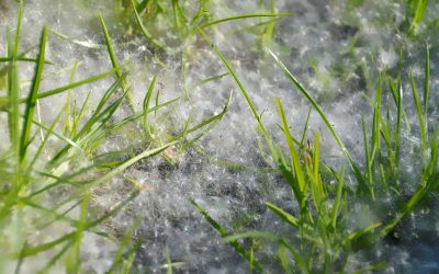 Considerations for Allergens in the Garden