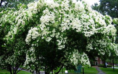 Top 10 Most Desirable and Disease-Resistant Trees