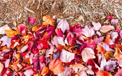 Rethinking Garden Cleanup