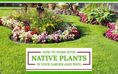 How to Work With Native Plants in Your Garden (And Why)