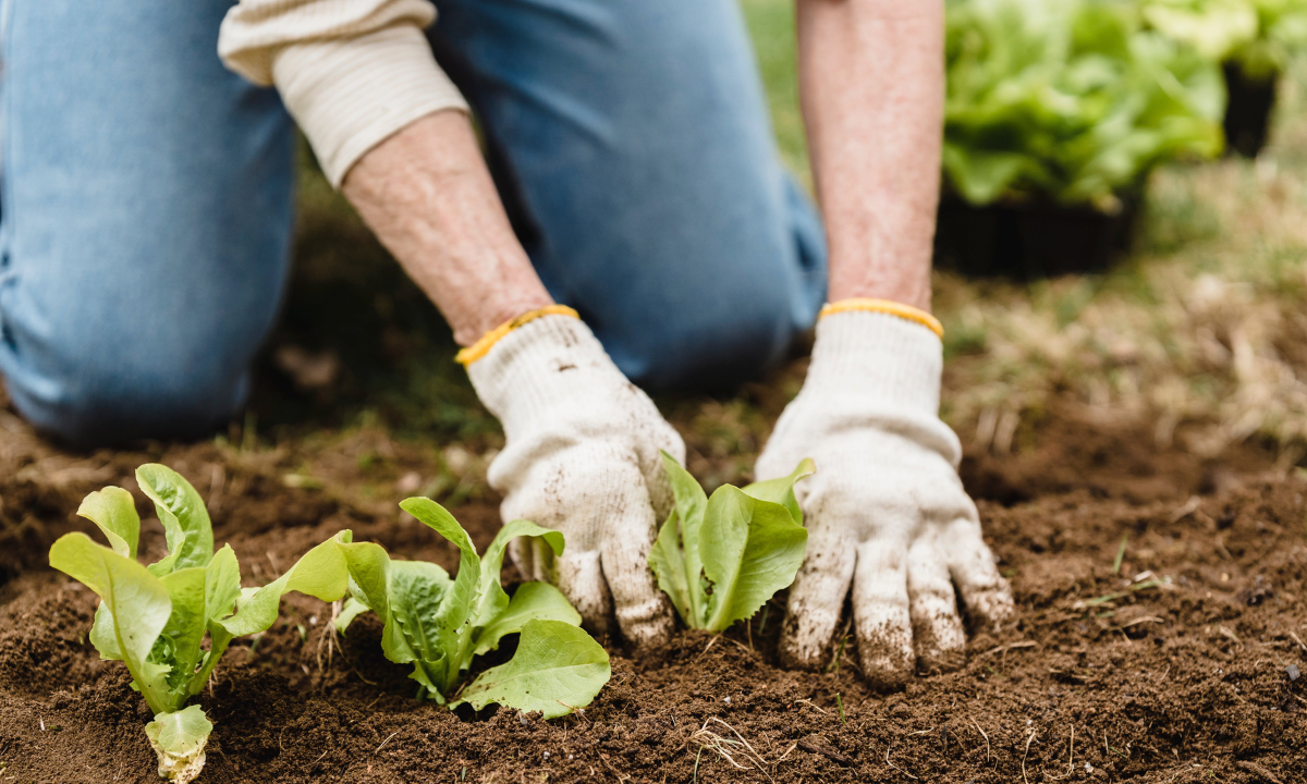 Sustainable Gardening Practices
