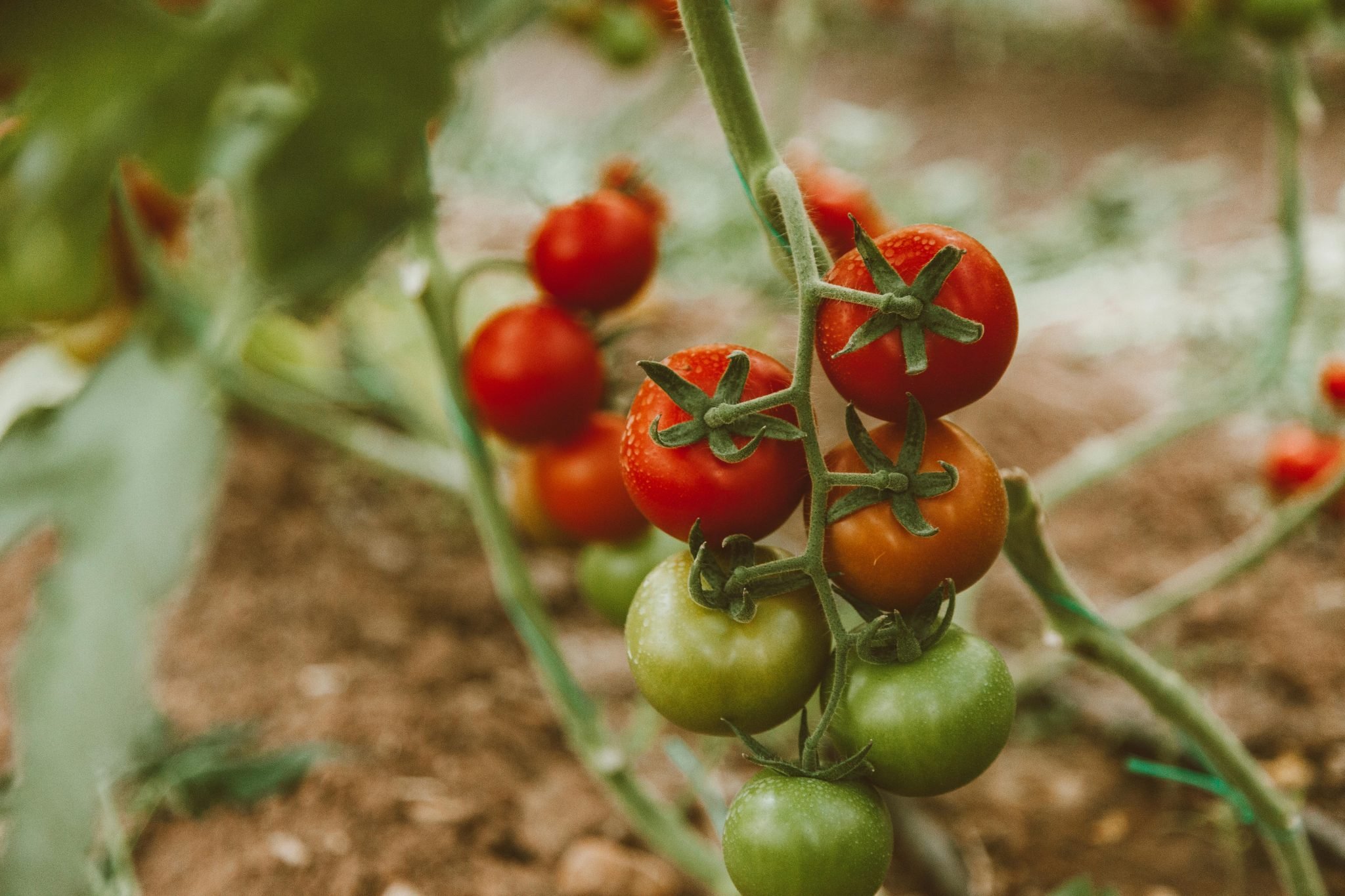 tomatoes on the vine
