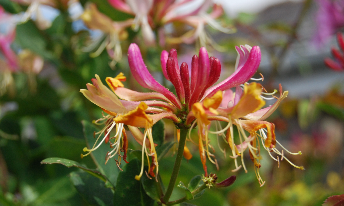 3. Trumpet Honeysuckle