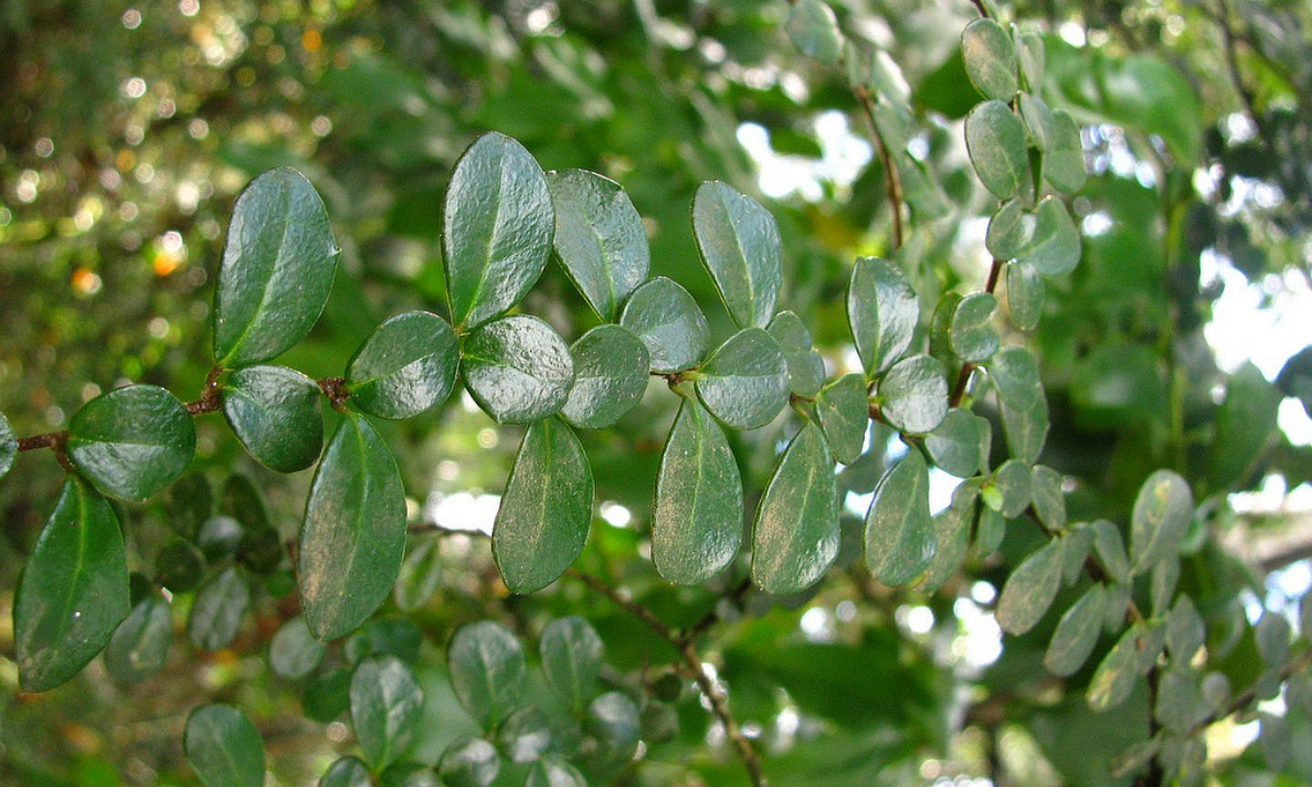 4. Azara Microphylla 1
