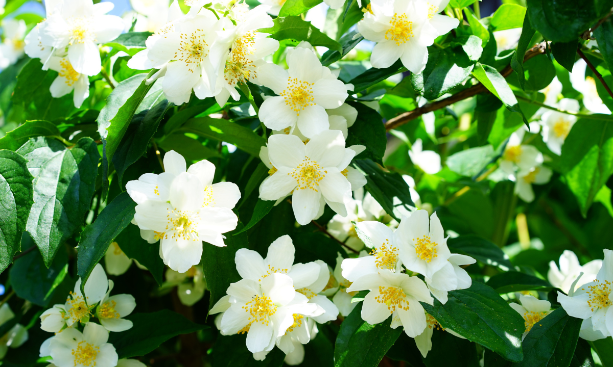 5. Mock Orange