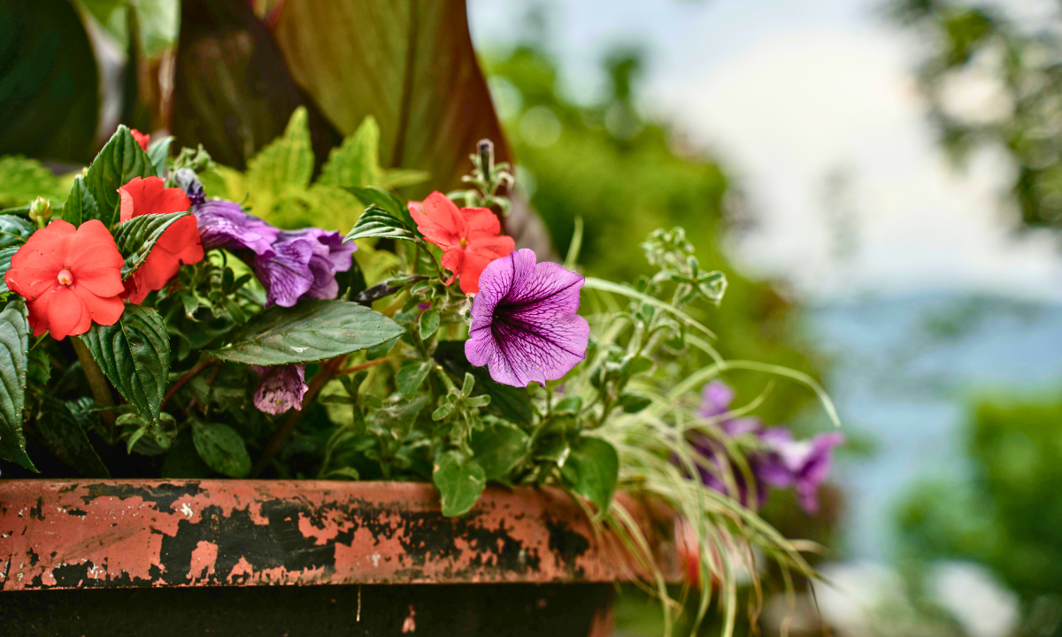 Landscape Design for Year-Round Color in Portland (8)