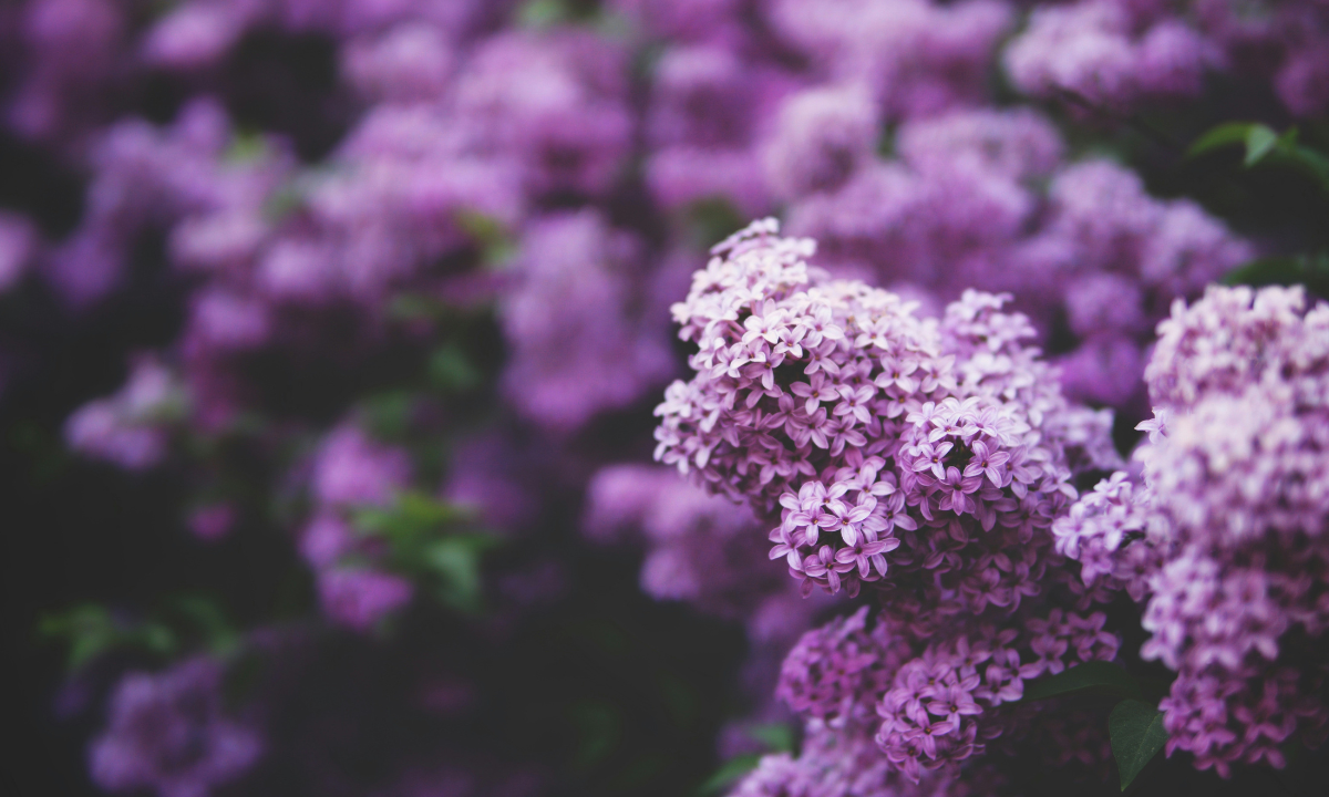 Other Fragrant Plants To Consider