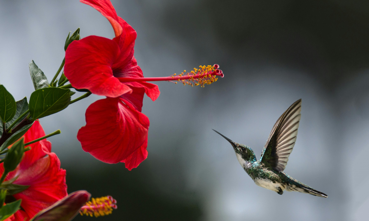 Bird Sounds