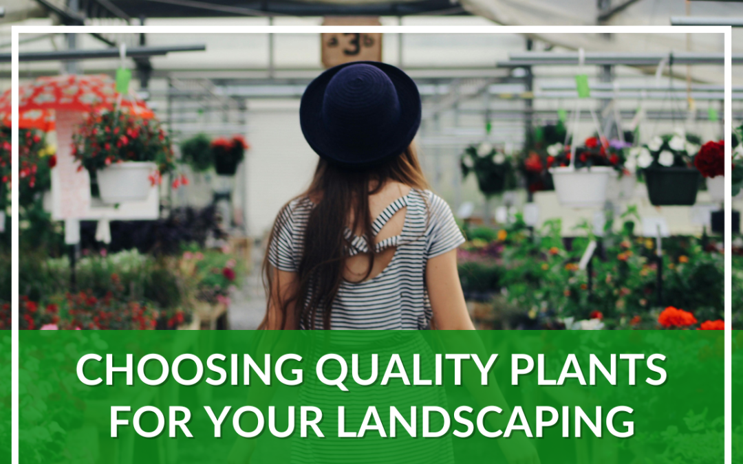 Choosing Quality Plants for Your Landscaping
