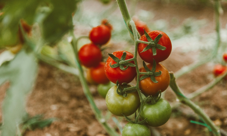 Edible Gardens