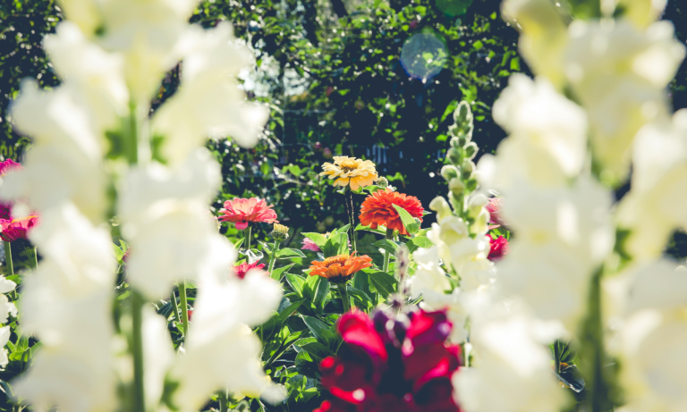Factors To Consider When Choosing Plants for Landscaping
